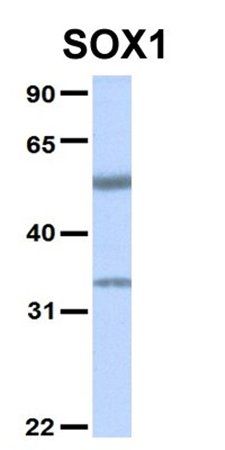 SOX1 antibody