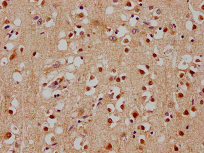 SOX10 Antibody