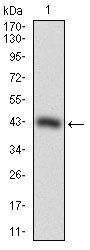 SOX10 Antibody