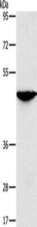 SOX11 Antibody