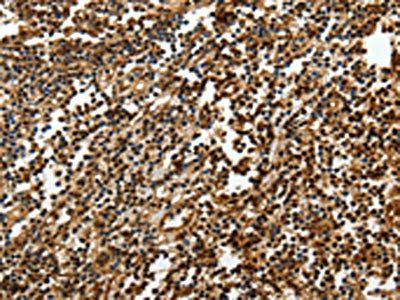 SOX13 Antibody