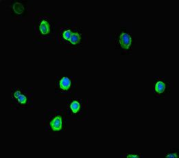 SOX14 antibody