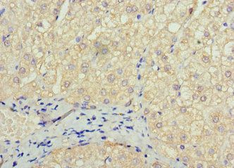 SOX14 Antibody