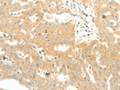 SOX2 Antibody