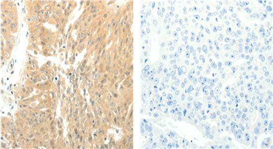 SOX2 Antibody