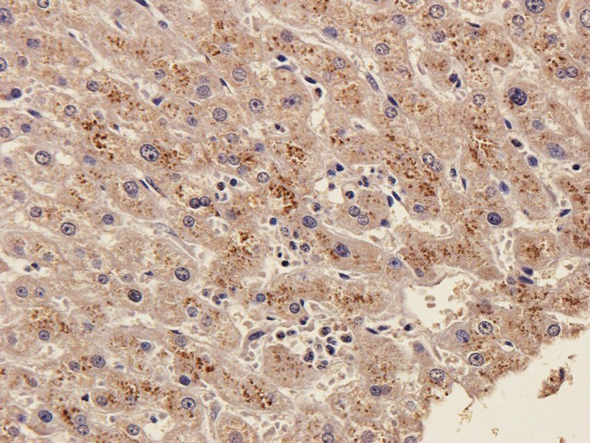 SOX2 antibody