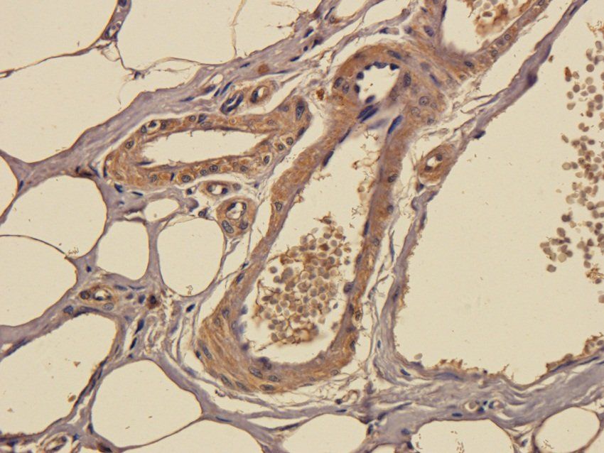 SOX2 antibody