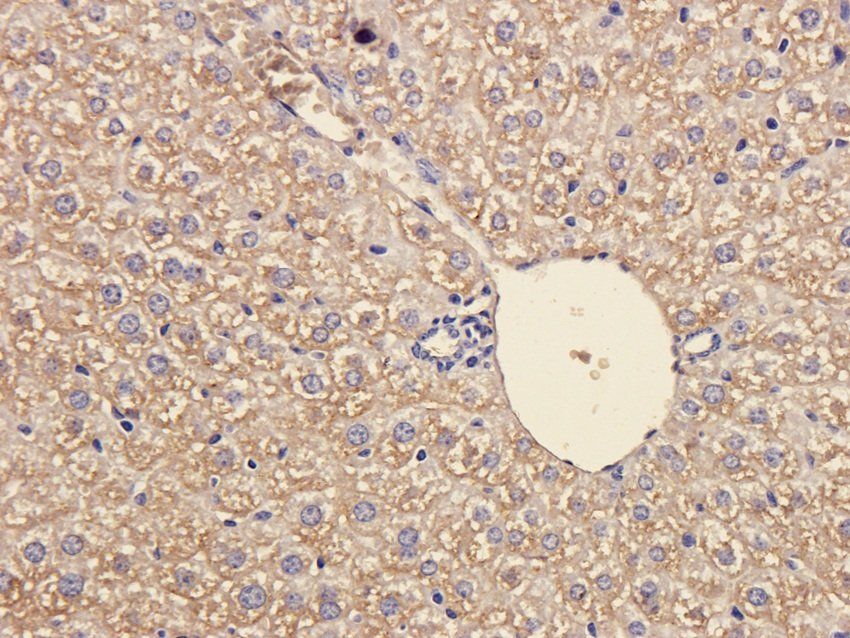 SOX2 antibody