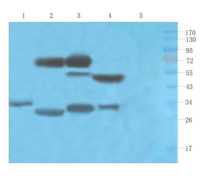 SOX2 antibody