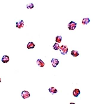 SOX2 Antibody