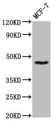 SOX3 Antibody