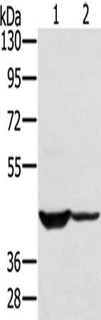 SOX3 Antibody