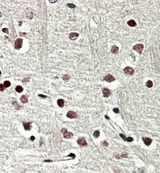 Goat anti-SOX3 Antibody