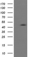 SOX5 Antibody