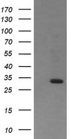 SOX5 Antibody