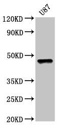 SOX8 Antibody
