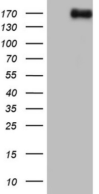 SOX9 Antibody