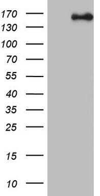 SOX9 Antibody