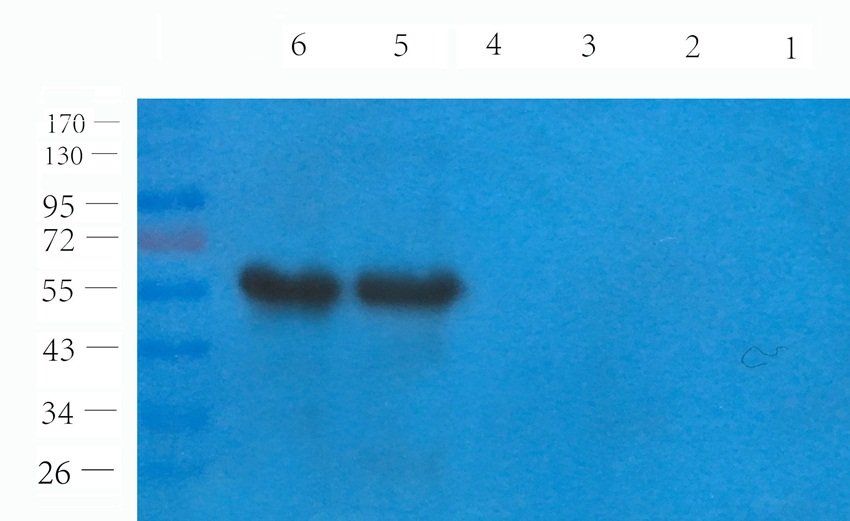 SOX9 antibody