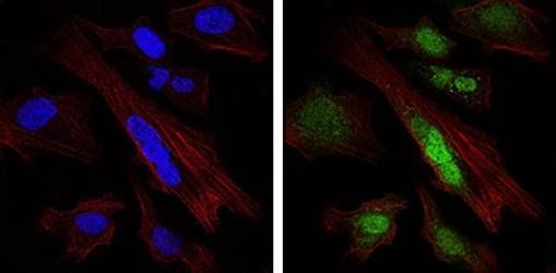 SOX9 Antibody