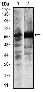 SOX9 Antibody