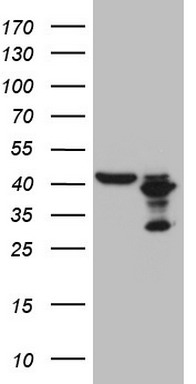 SP110 Antibody