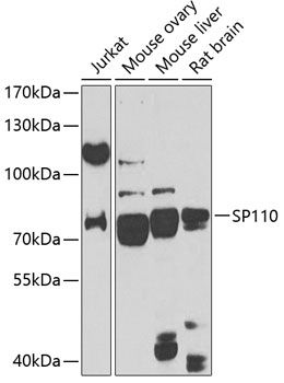 SP110 antibody