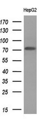 SP17 Antibody