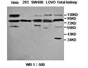 Sp4 Rabbit Polyclonal Antibody