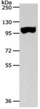 SPAG1 Antibody
