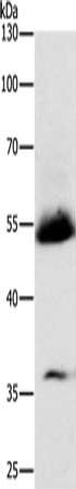 SPAG4 antibody