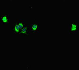 SPAG9 antibody