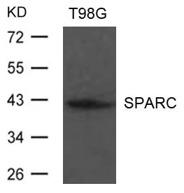 SPARC Antibody