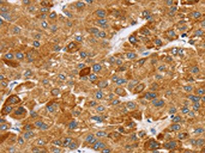 SPARCL1 Antibody