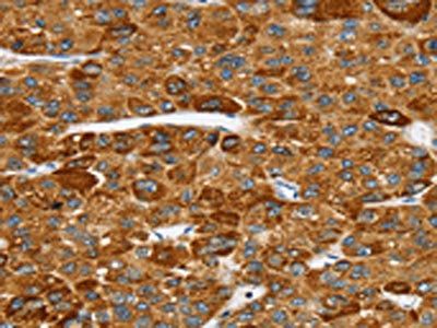 SPARCL1 Antibody