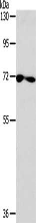SPATA13 antibody