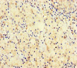SPATA16 Antibody