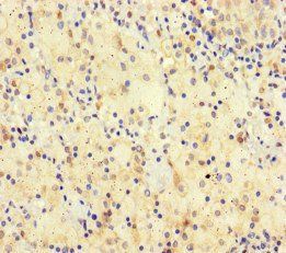 SPATA16 antibody