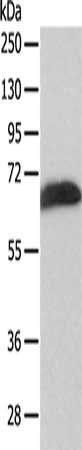 SPATA16 Antibody