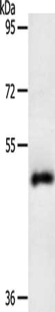 SPATA17 Antibody