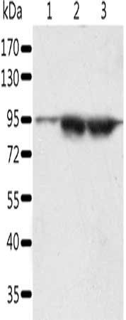 SPATA20 antibody