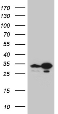 SPATA22 Antibody