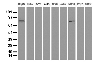 SPATA46 Antibody