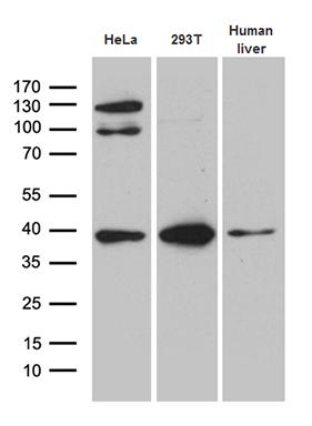 SPATA46 Antibody