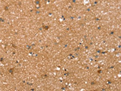 SPATA5L1 Antibody