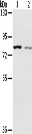 SPATA5L1 antibody
