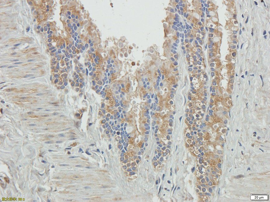 SPC18 antibody