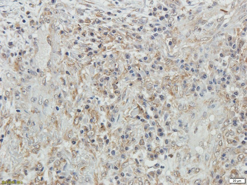 SPC18 antibody