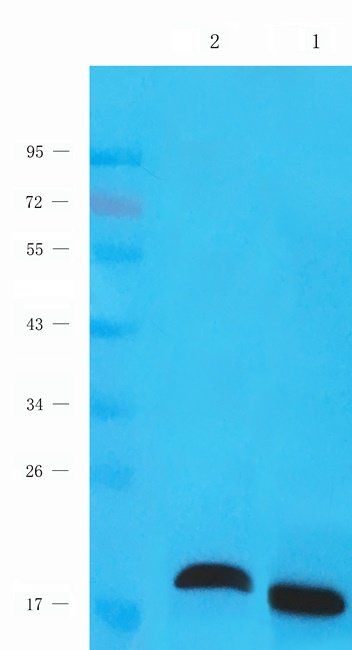 SPC18 antibody