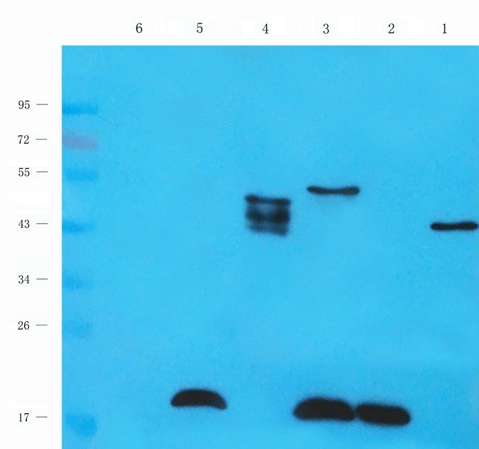 SPC18 antibody